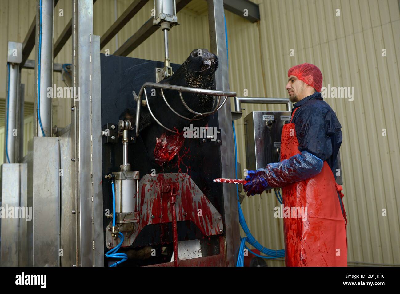 At the slaughterhouse. Butcher cutting caw throat with a knife. April 22, 2019. Kiev, Ukraine Stock Photo