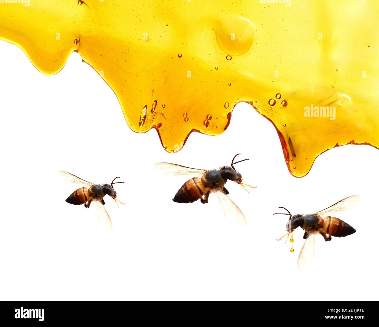 Healthy group of honey bees hi-res stock photography and images - Alamy