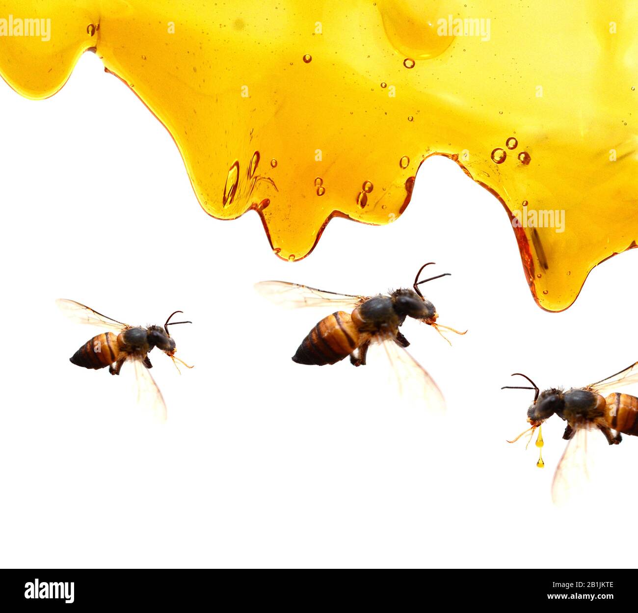 Healthy group of honey bees hi-res stock photography and images - Alamy