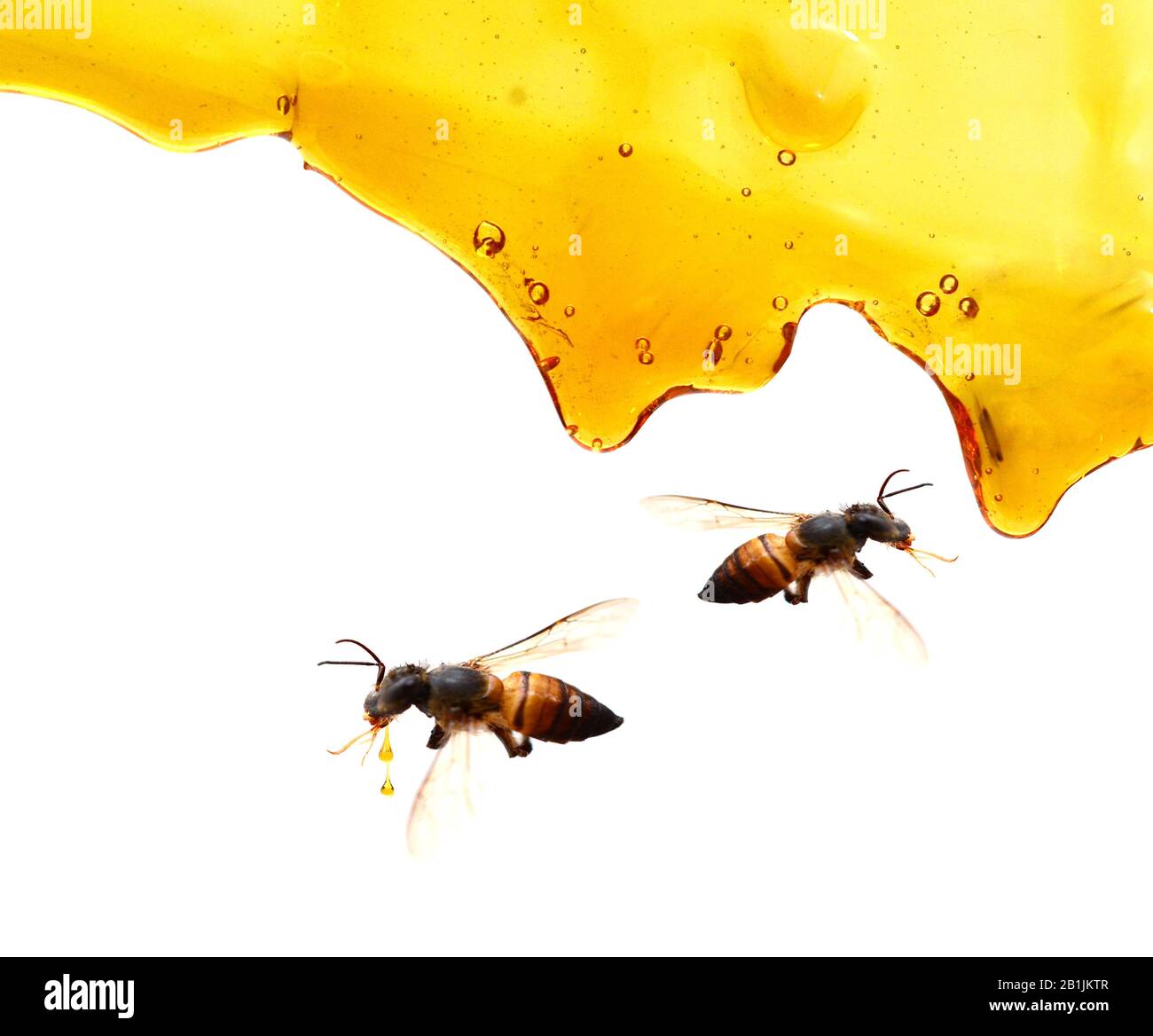 Stick bees hi-res stock photography and images - Alamy