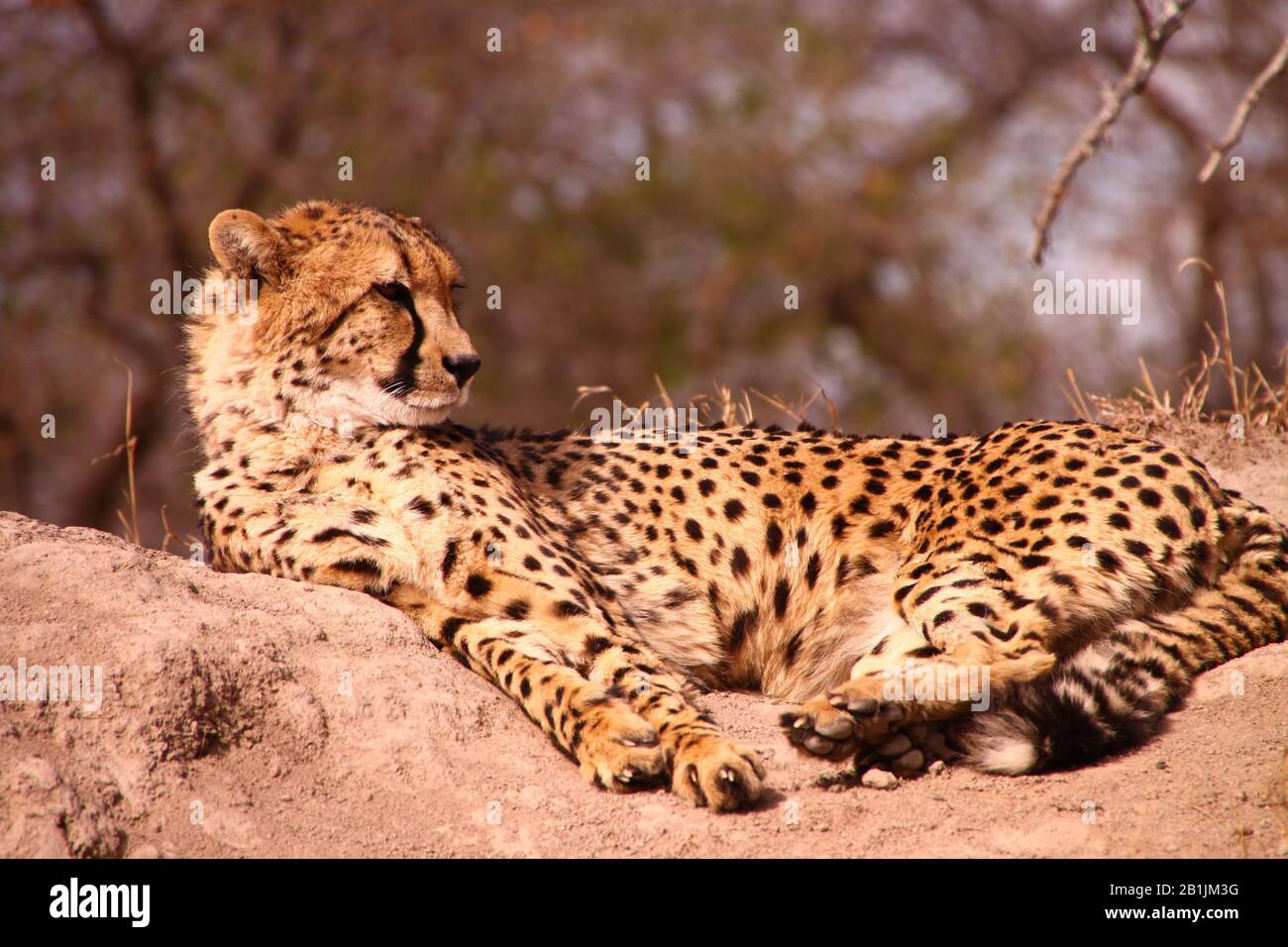 South Africa. A Cheetah lounging in the mid-day sun. Stock Photo