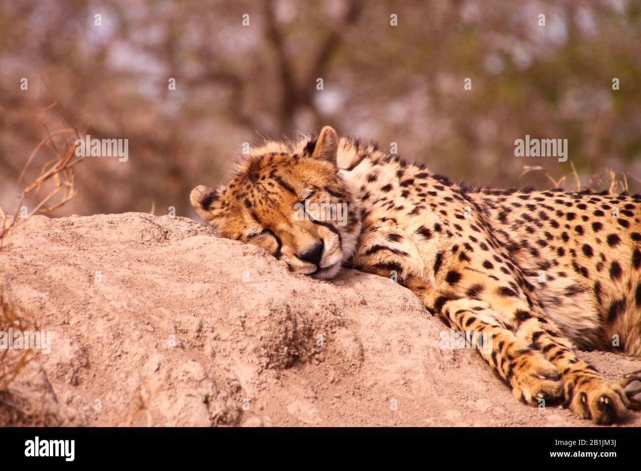 South Africa. A Cheetah lounging in the mid-day sun. Stock Photo
