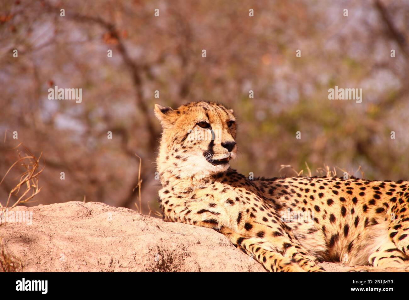 South Africa. A Cheetah lounging in the mid-day sun. Stock Photo