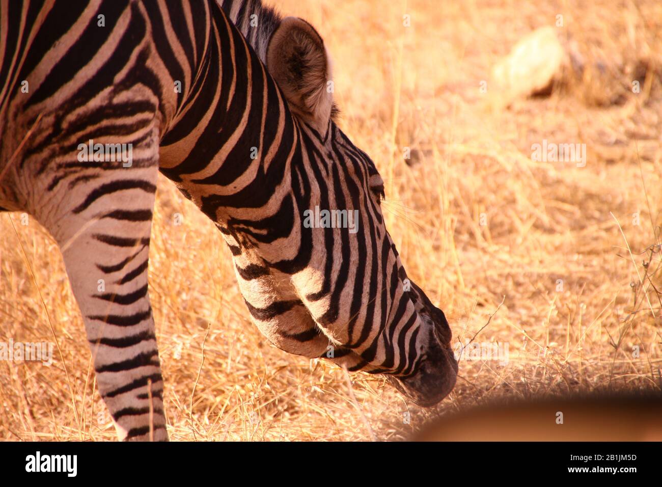 Kruger National Park, South Africa. Zebra grazing Stock Photo