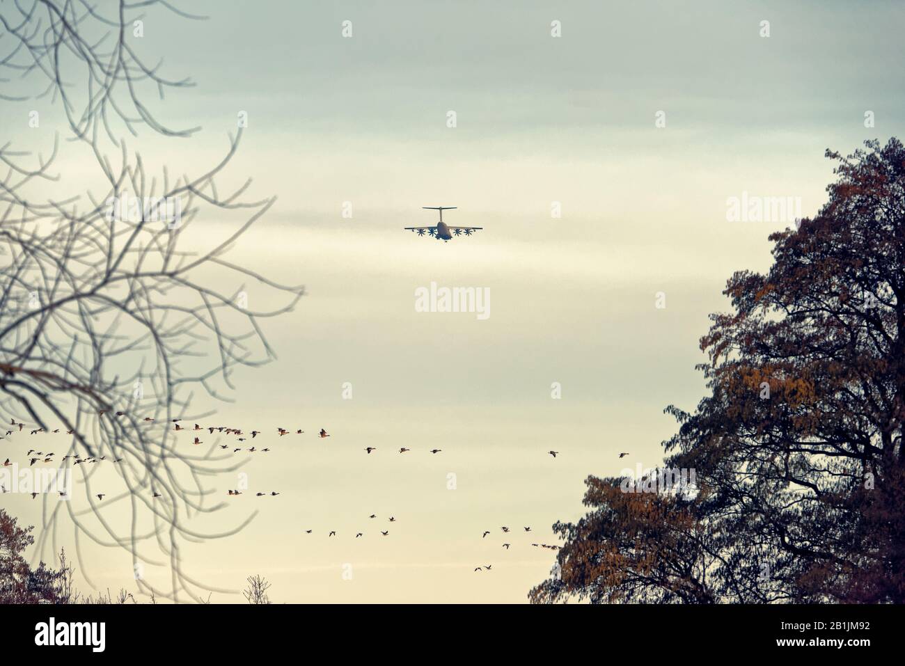 Airplane and birds flying Stock Photo Alamy