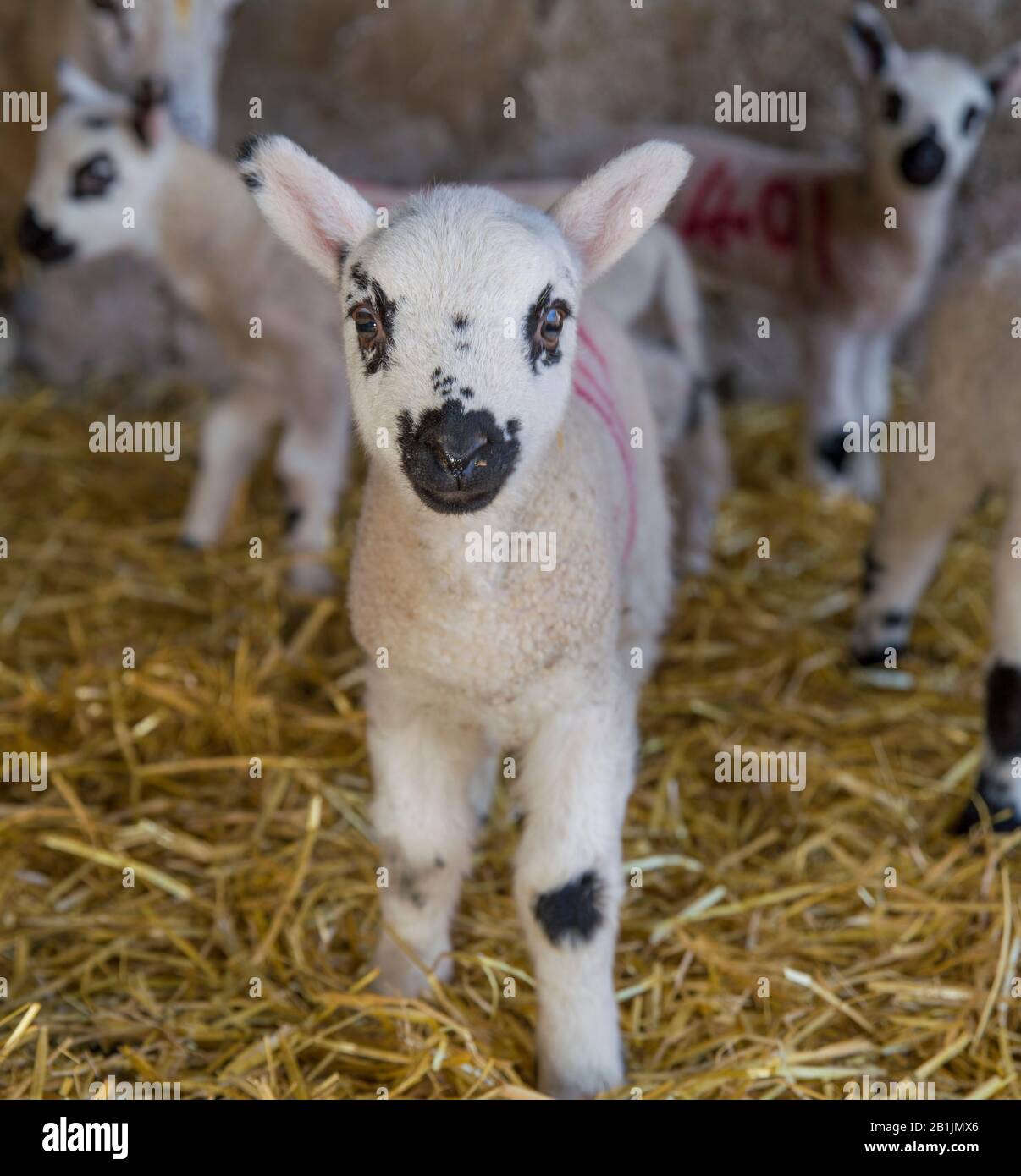 Cutesy The Lamb