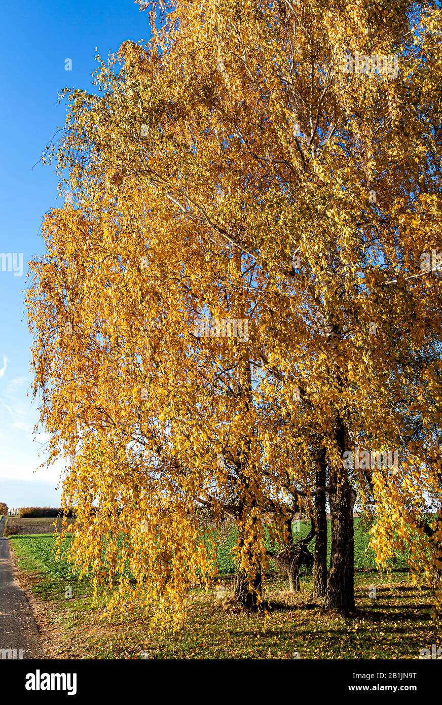 Rural landscape with linden trees in autumn colours on the roadside, close to thermal baths in Bad Saulgau, Germany Stock Photo