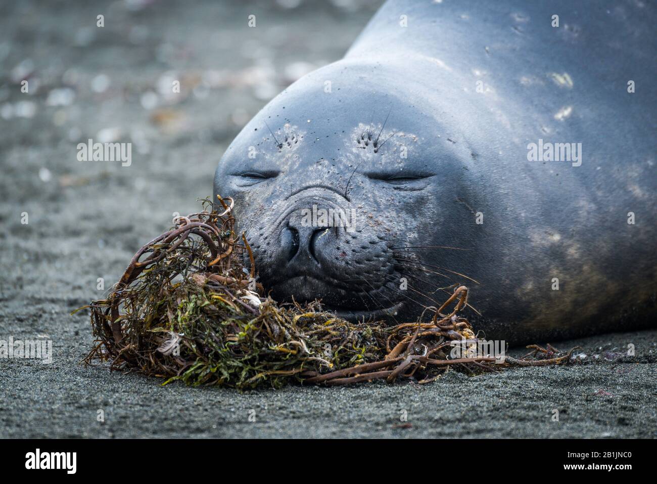 Close-up of elephant seal sleeping on beach Stock Photo