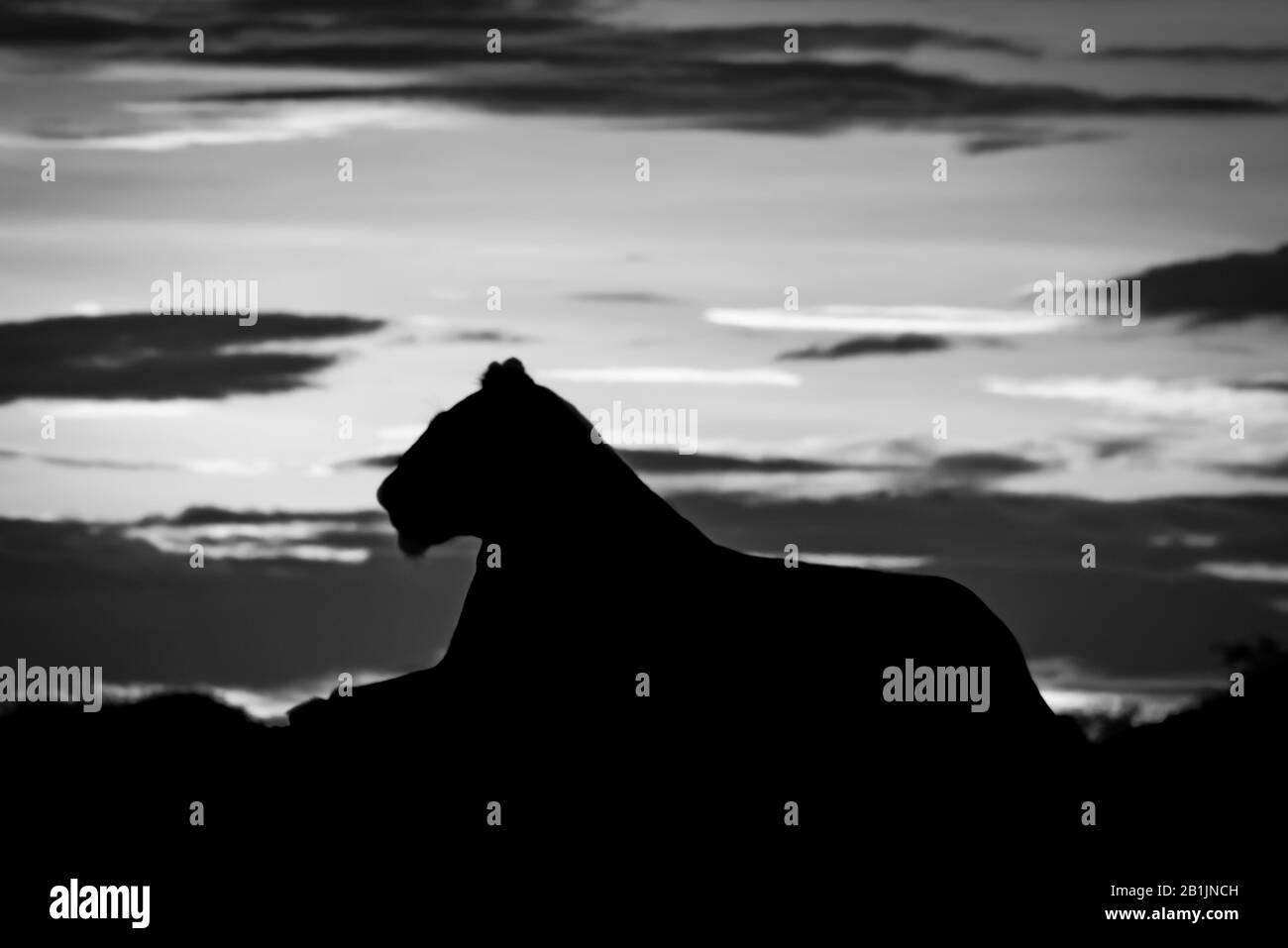 A lioness lies on the horizon in silhouette against the golden sky at sunrise. She is facing left, staring into the distance. Shot with a Nikon D810 i Stock Photo