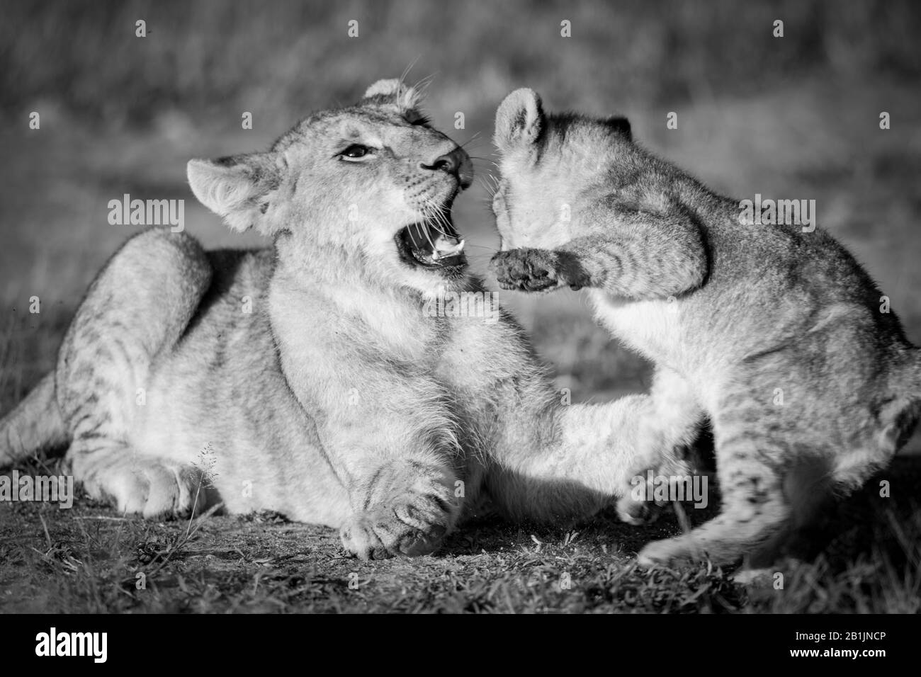 Two lion cubs play fight in the grass with one about the slap the other with its paw and the other opening its mouth. They have golden coats that look Stock Photo