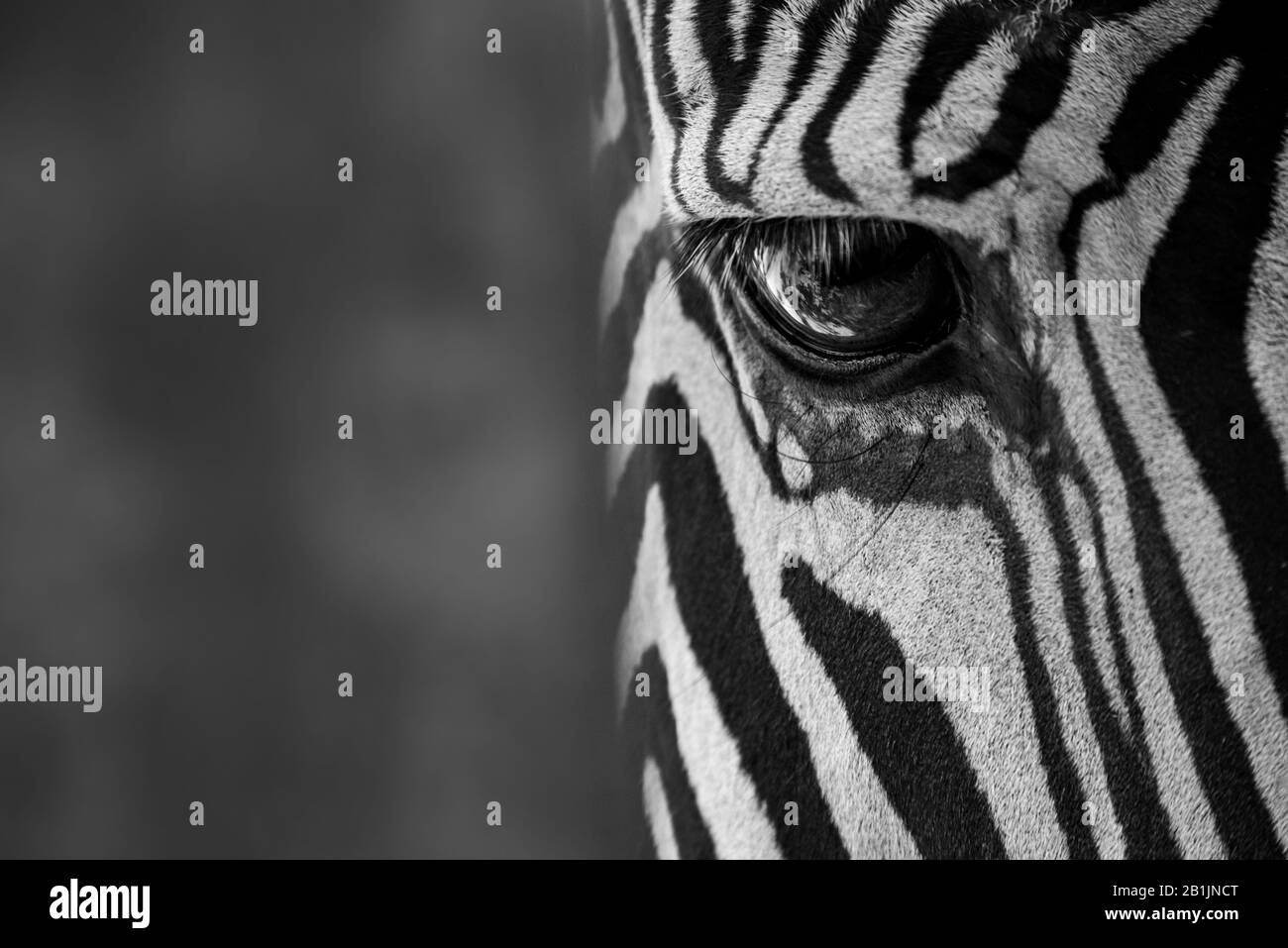 The right eye of a Grevy's zebra can be seen in close-up against a blueish background. Shot with a Nikon D800 at the Parque de la Naturaleza de Cabárc Stock Photo