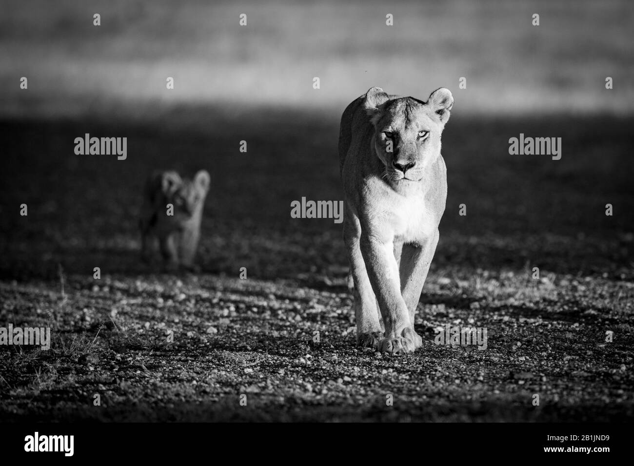 A lioness walks along a gravel airstrip at sunrise, followed by her young cub. They both have golden coats, made to glow in the warm early morning lig Stock Photo