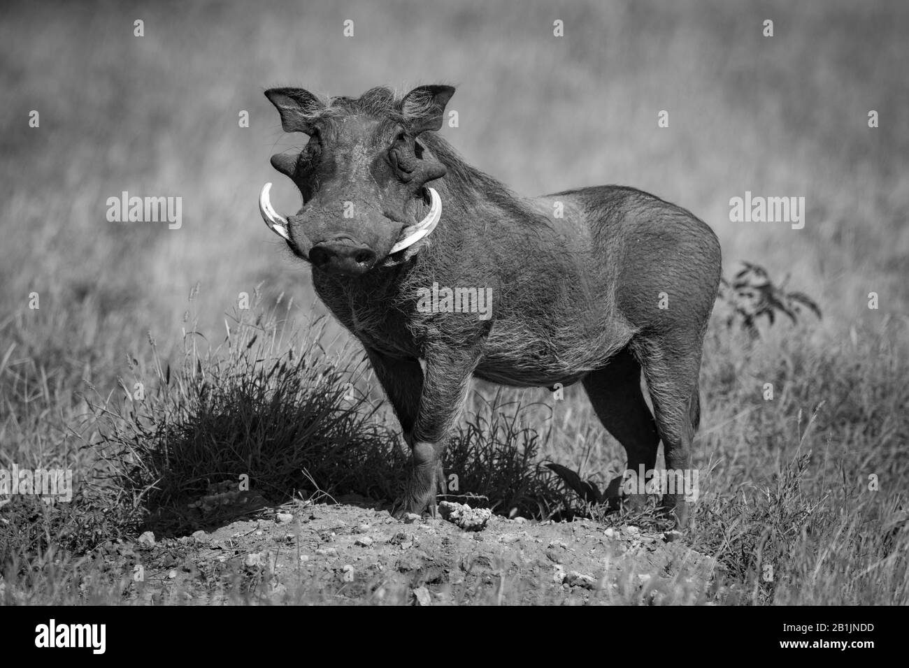 A common warthog stands on an earth mound turning in the sunshine. It has grey skin, a brown mane and white tusks and is turning to face the camera. S Stock Photo