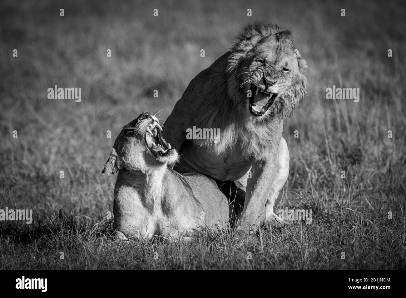 During mating, a male lion and a lioness roar at each other. The female is lying down, and the male is crouching above her. Shot with a Nikon D850 in Stock Photo