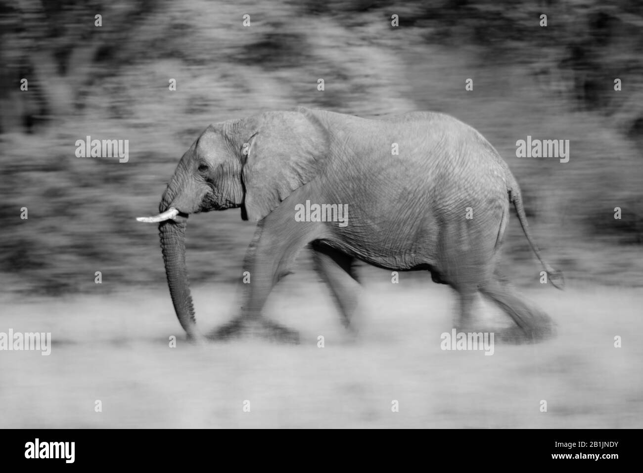 An elephant is walking past trees in the African savannah from left to right. The slow shutter speed blurs its legs and the background. Shot with a Ni Stock Photo