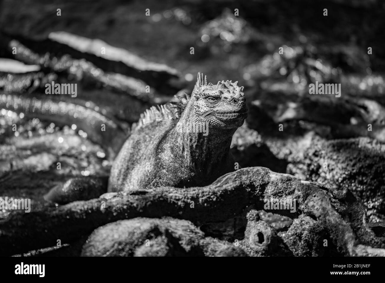 A marine iguana is lying in dappled sunlight among rocks, leaves and moss-covered tree roots. It has a scaly black skin with brown and green patches a Stock Photo