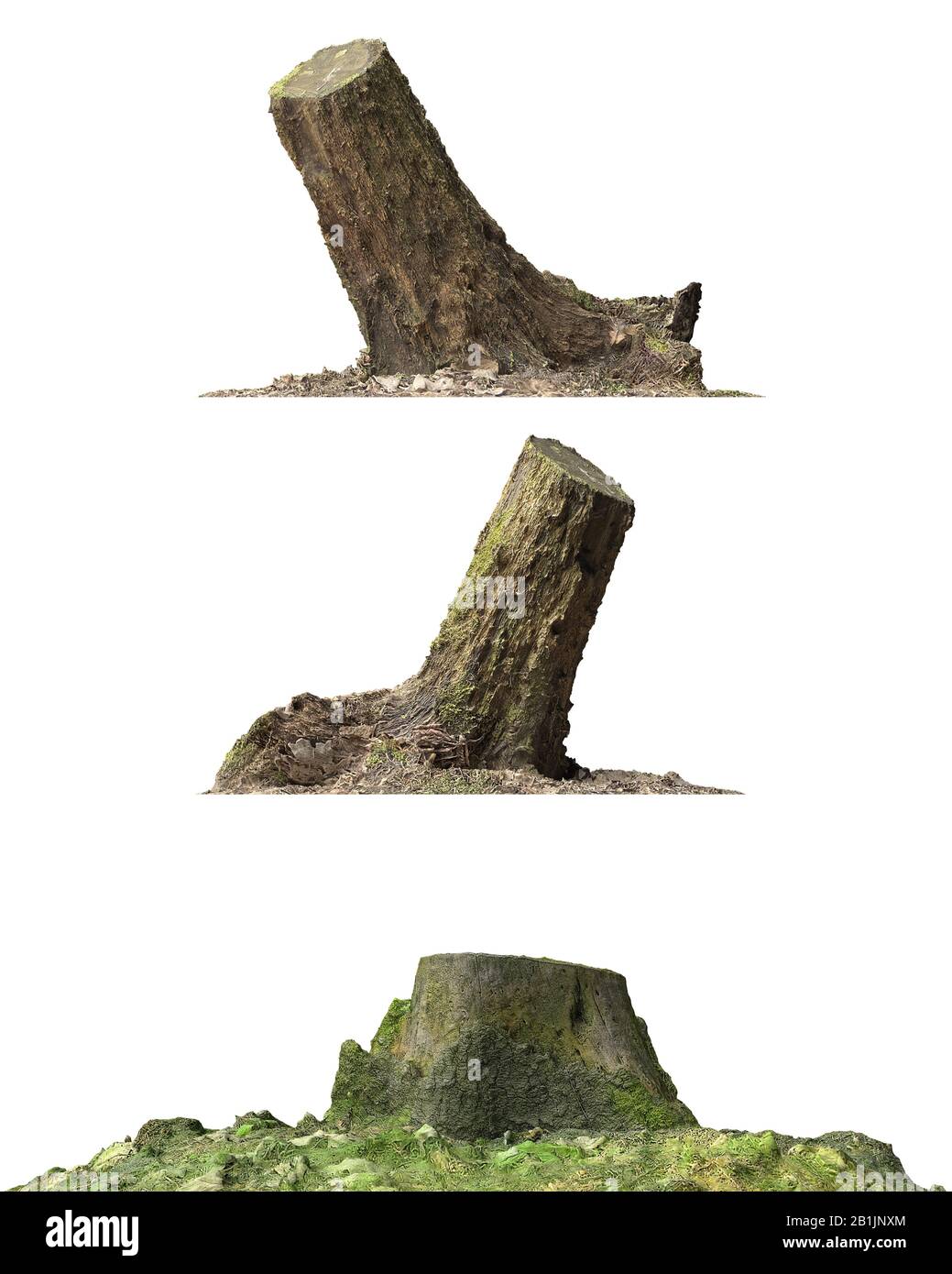 3D illustration stump dead tree isolated on white Stock Photo - Alamy