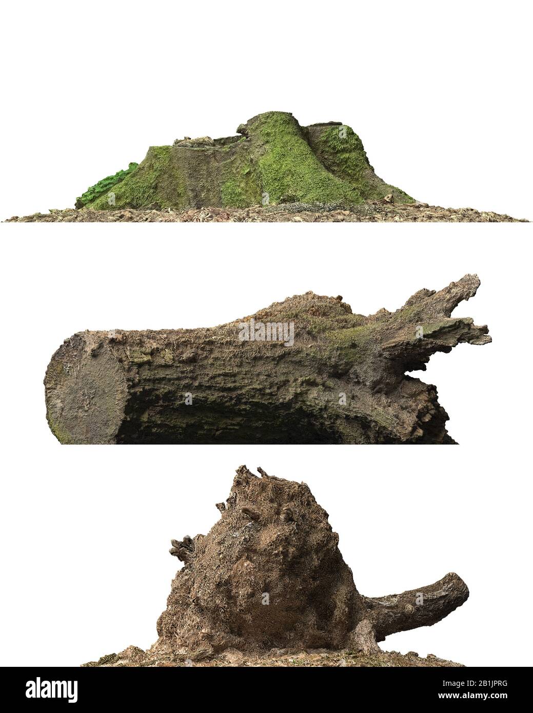 3D illustration stump dead tree isolated on white Stock Photo - Alamy
