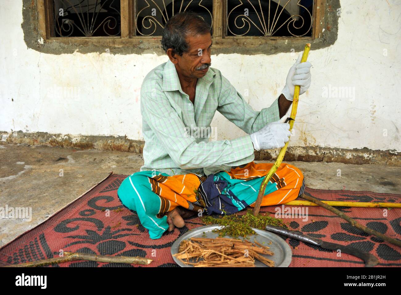 Sri Lanka, Uva province, Dombagahawela, Madara, farmer peeling cinnamon branch Stock Photo