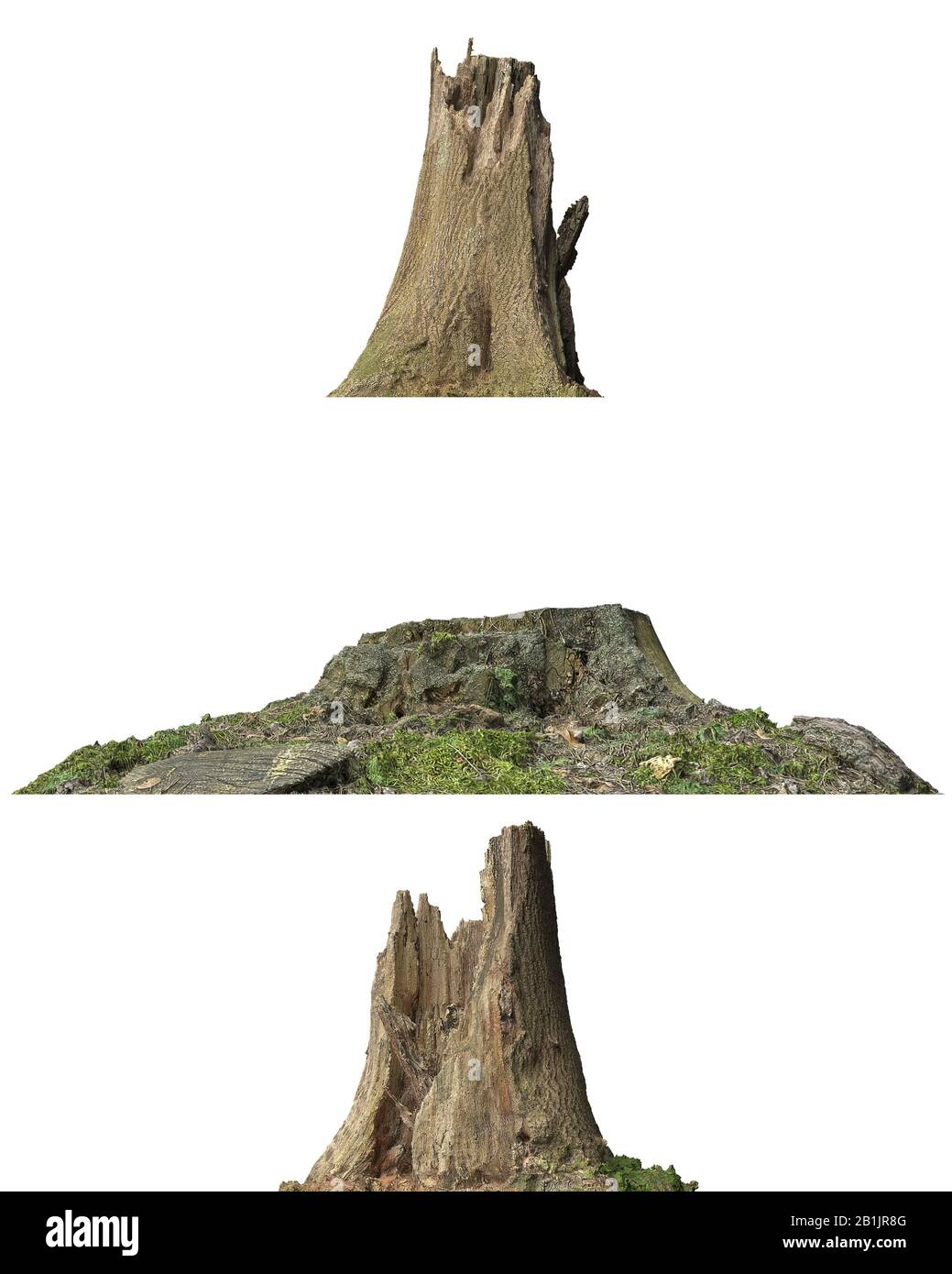 3D illustration stump dead tree isolated on white Stock Photo - Alamy
