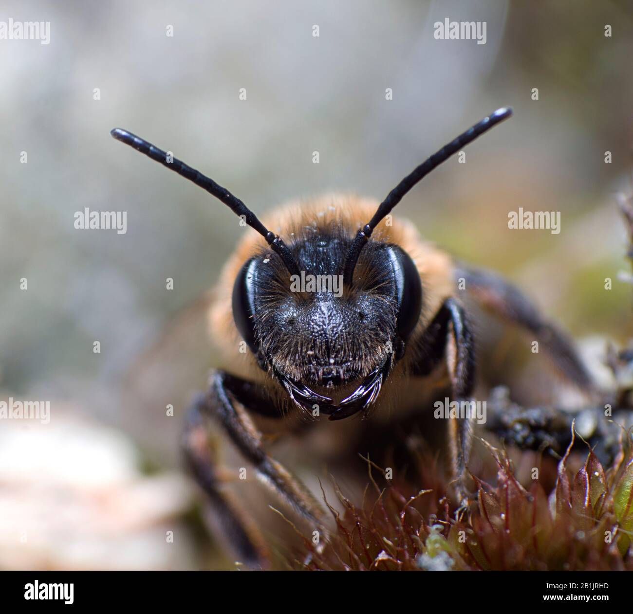 Macro Close up of a bee taking a rest Stock Photo - Alamy