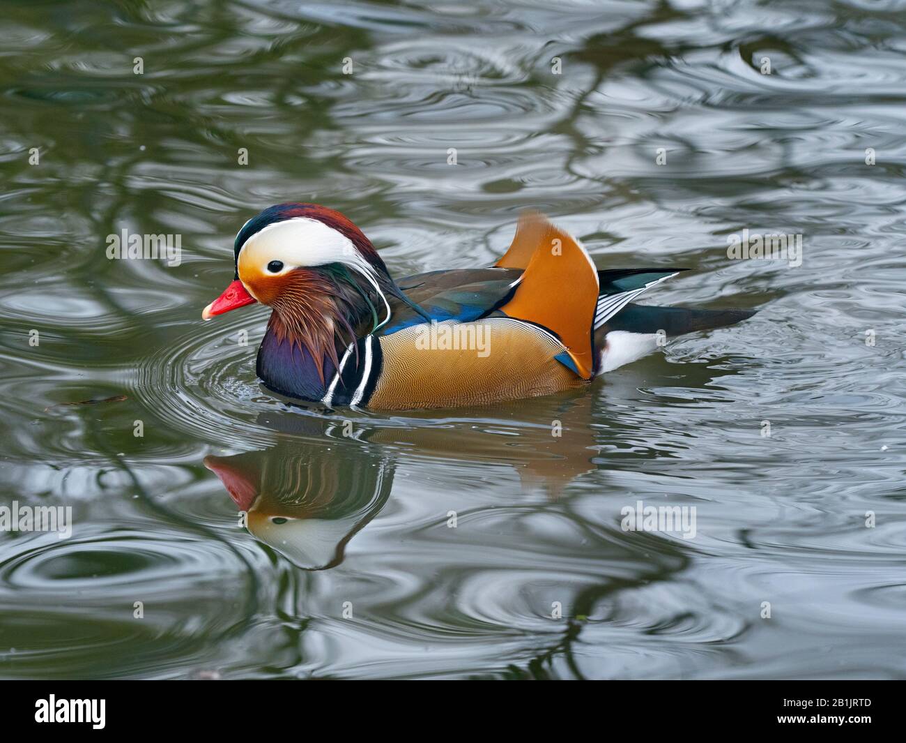 Portrait of a Mandarin Duck Axi sponsa Stock Photo