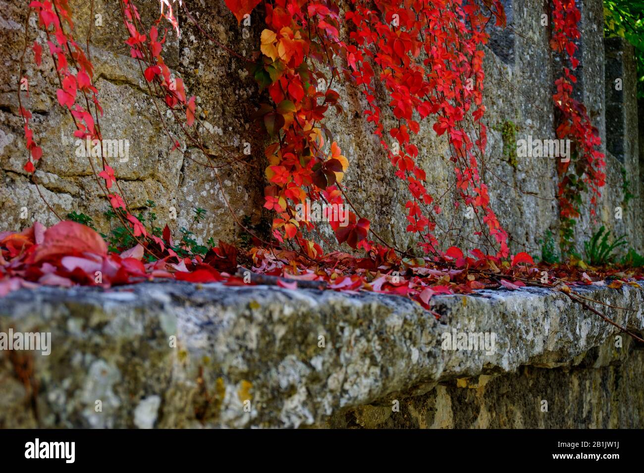 Red ivy with some green and yellow leaves against stone wall and stone step with out-of-focus foreground and background to create depth Stock Photo