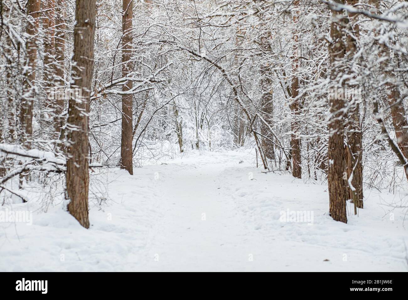Winter Forest Scene Frosty Landscape With Snowy Trees Stock Photo Alamy