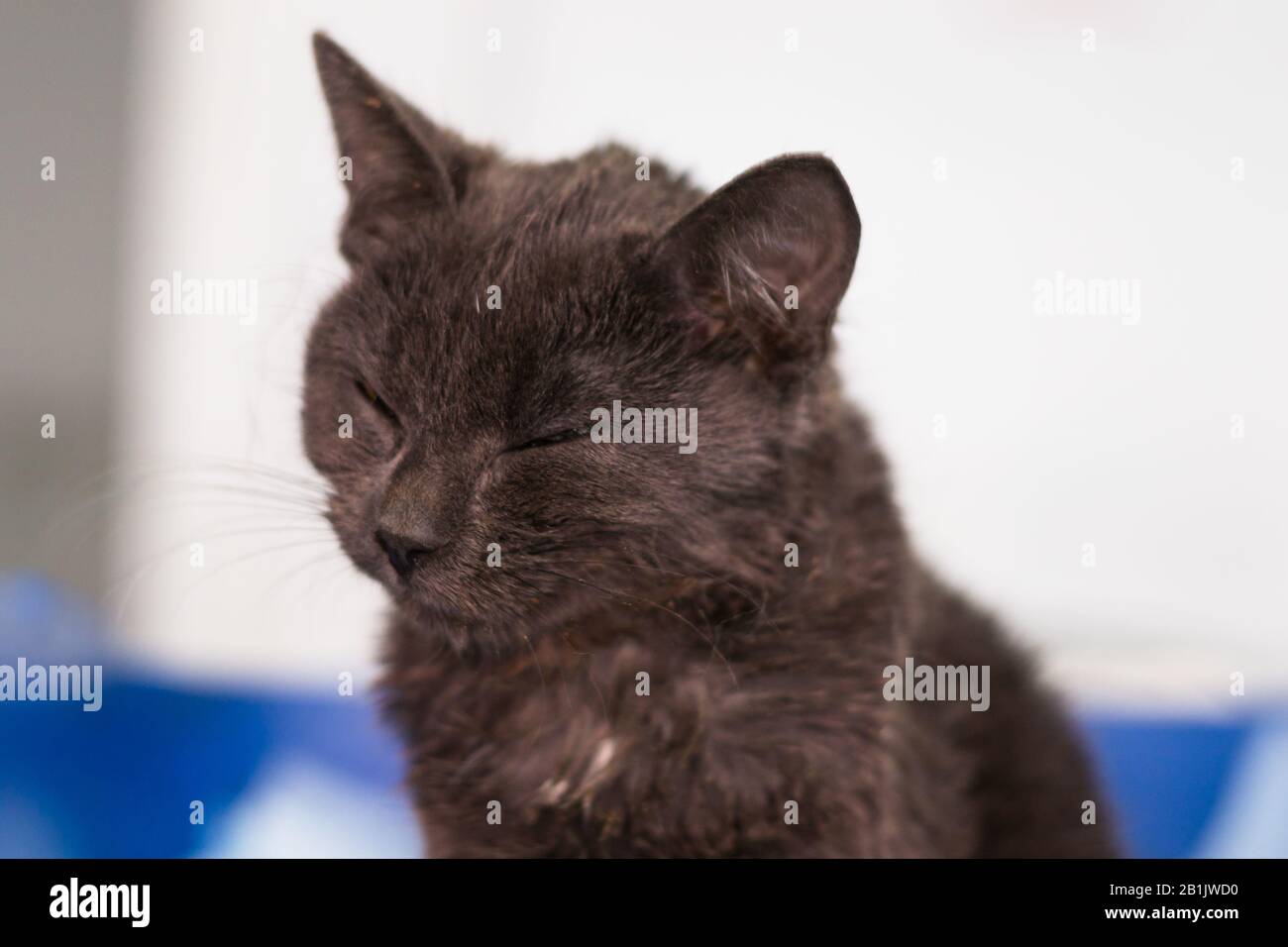 kitten with panleukopenia and nausea at the veterinary clinic Stock