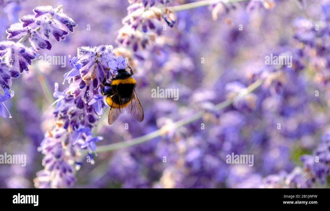 A bee collects honey on a purple lavender flower. Close up view. Blur background. Place for your text Stock Photo