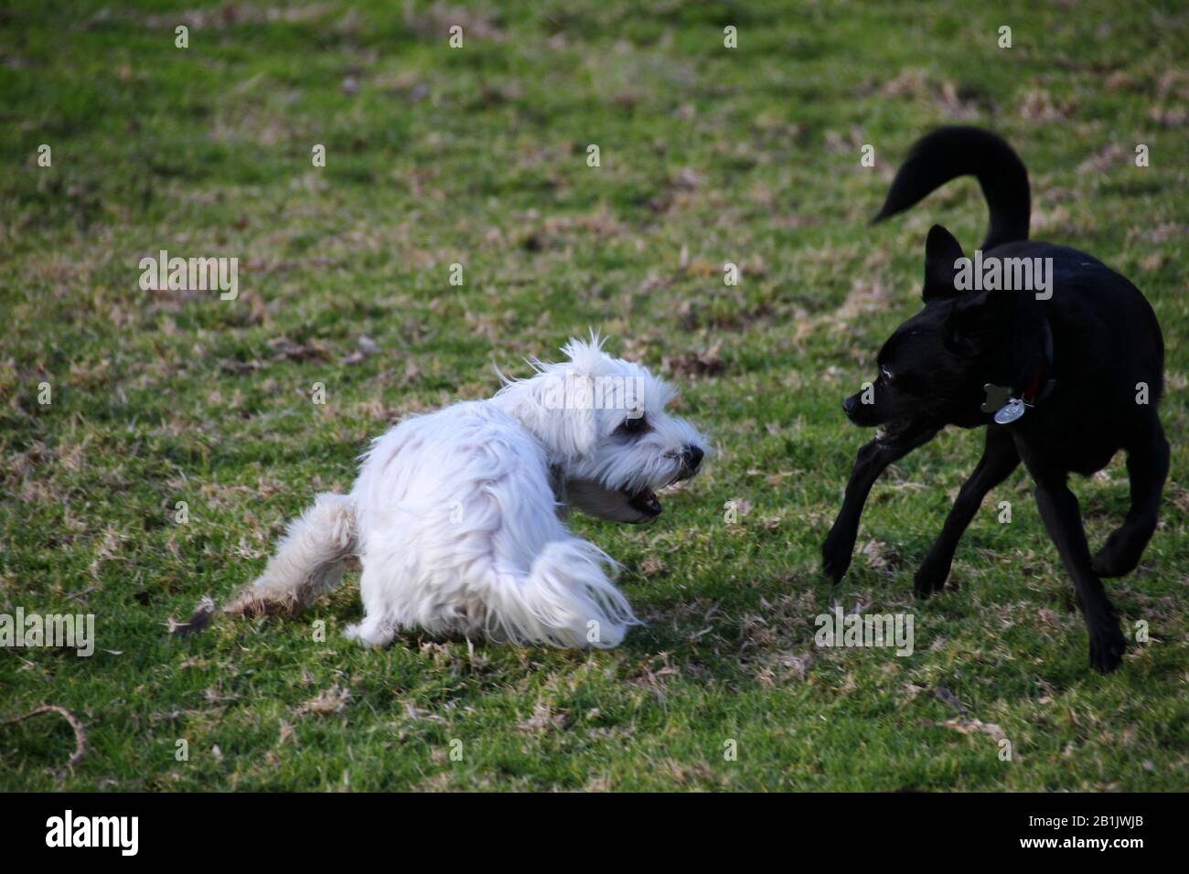 Dogs playing together on the grass Stock Photo - Alamy