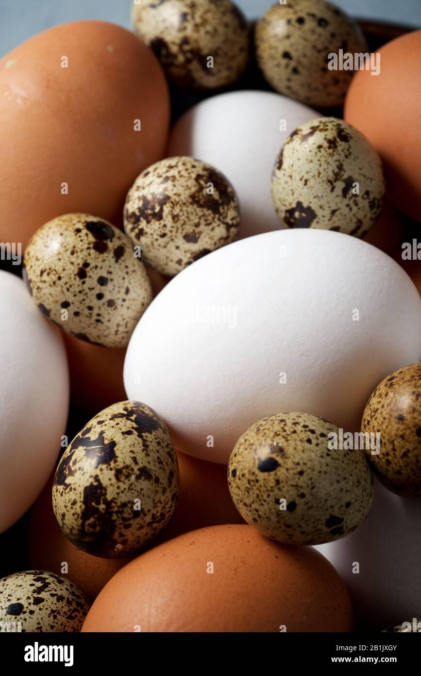 Chicken eggs and quail eggs in a bowl Stock Photo - Alamy