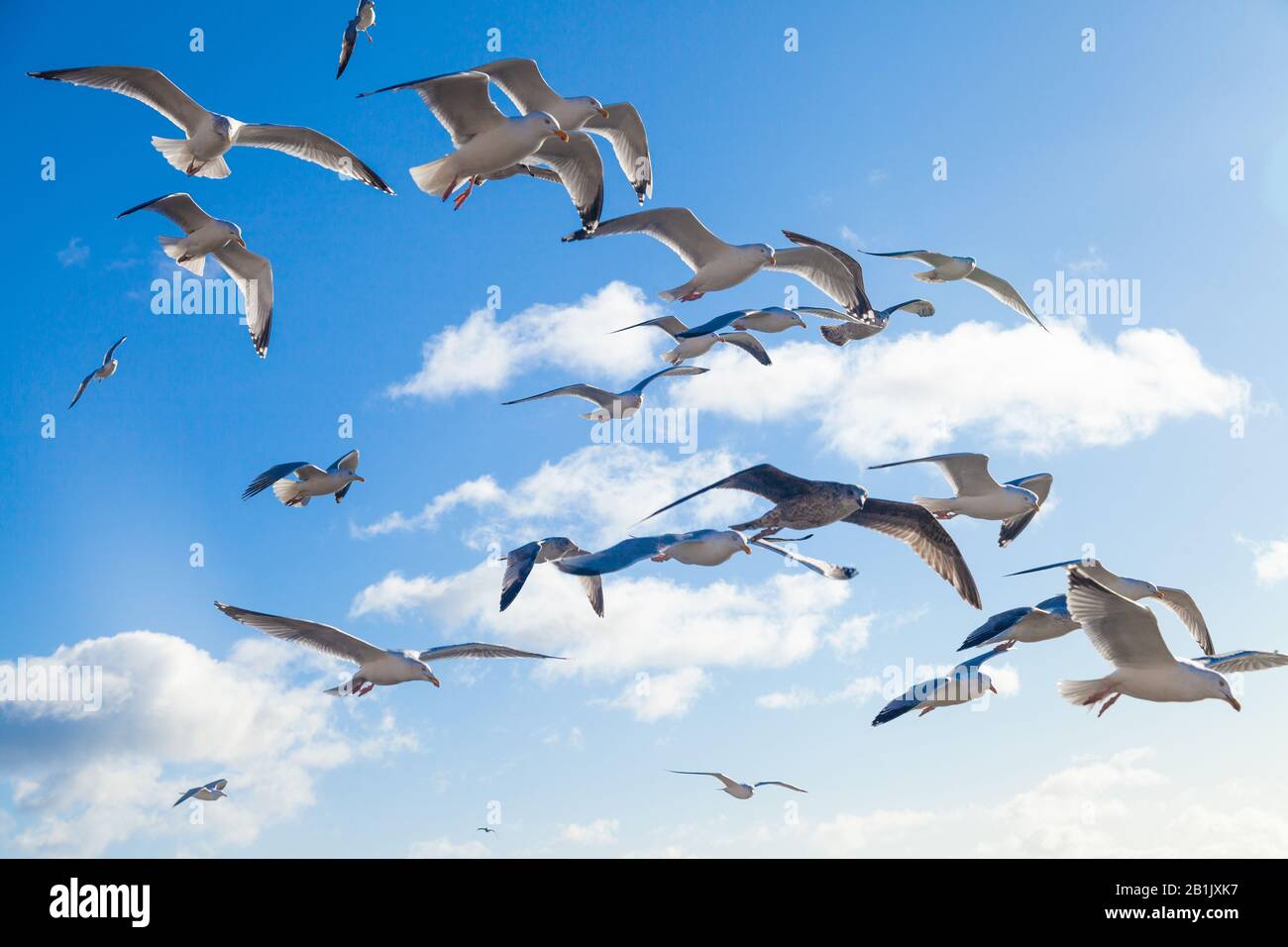 Gull Wing Shape High Resolution Stock Photography and Images - Alamy