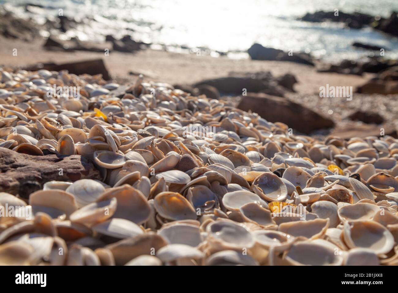 Lots of seashells piled up on a beach along the Fife Coastal Path near ...