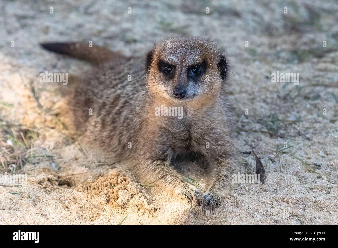 Suricate Funny High Resolution Stock Photography And Images Alamy Suricate Funny High Resolution Stock Photography And Images Alamy