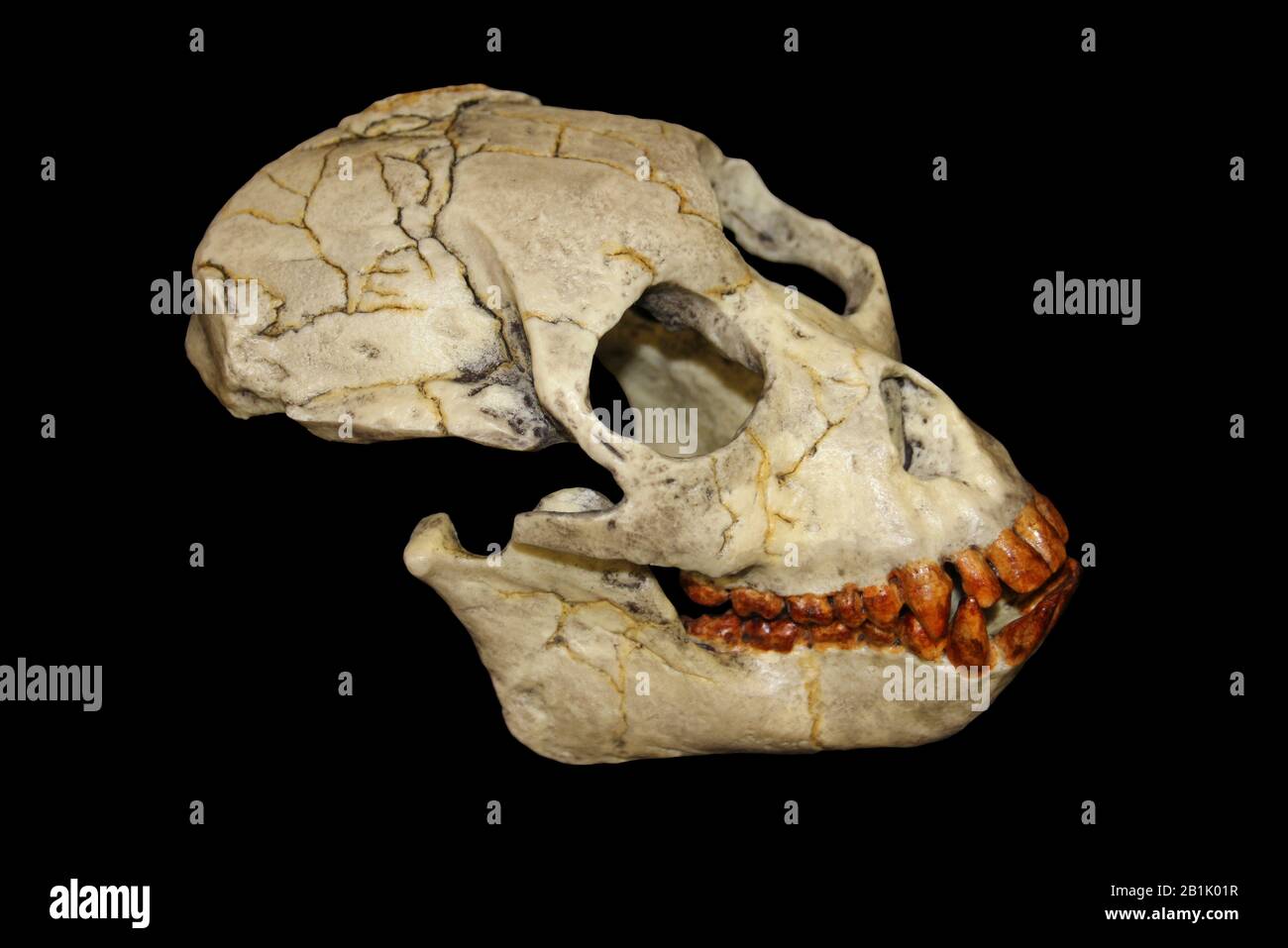 Proconsul africanus (heseloni) Skull Stock Photo