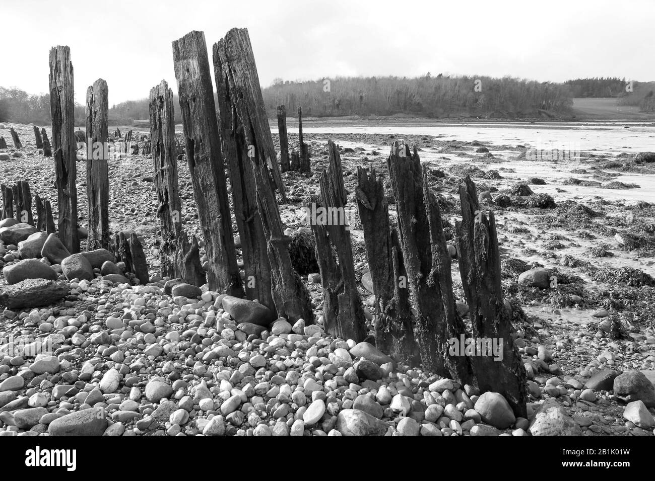 Remains of a Wooden Groyne beside Menai Strait, The Spinnies Aberogwen Nature Reserve, North Wales Stock Photo