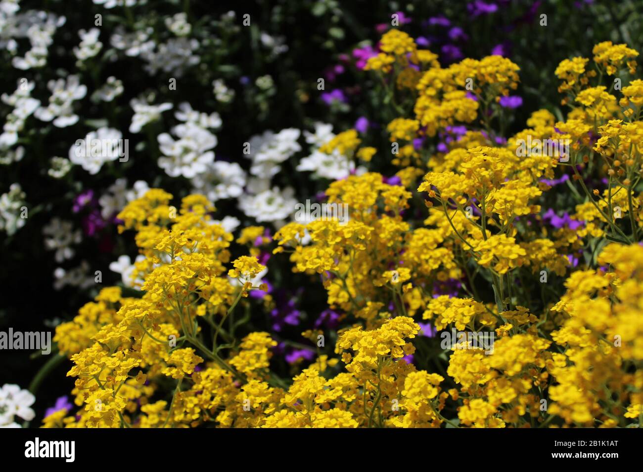 The picture shows sweet alyssum in the spring Stock Photo Alamy