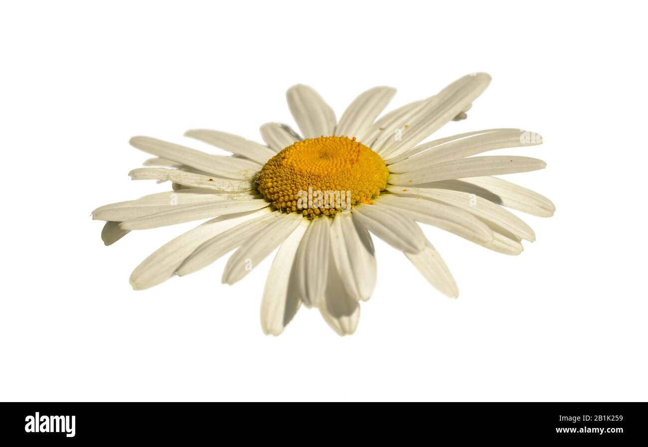 white daisy flower closeup from the side white background isolated Stock Photo
