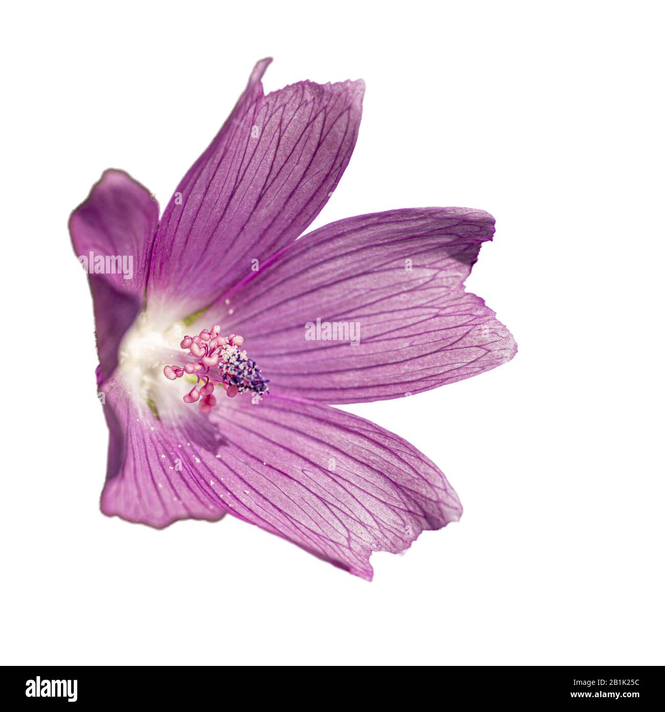 wild pink mallow flower isolated on white Stock Photo - Alamy