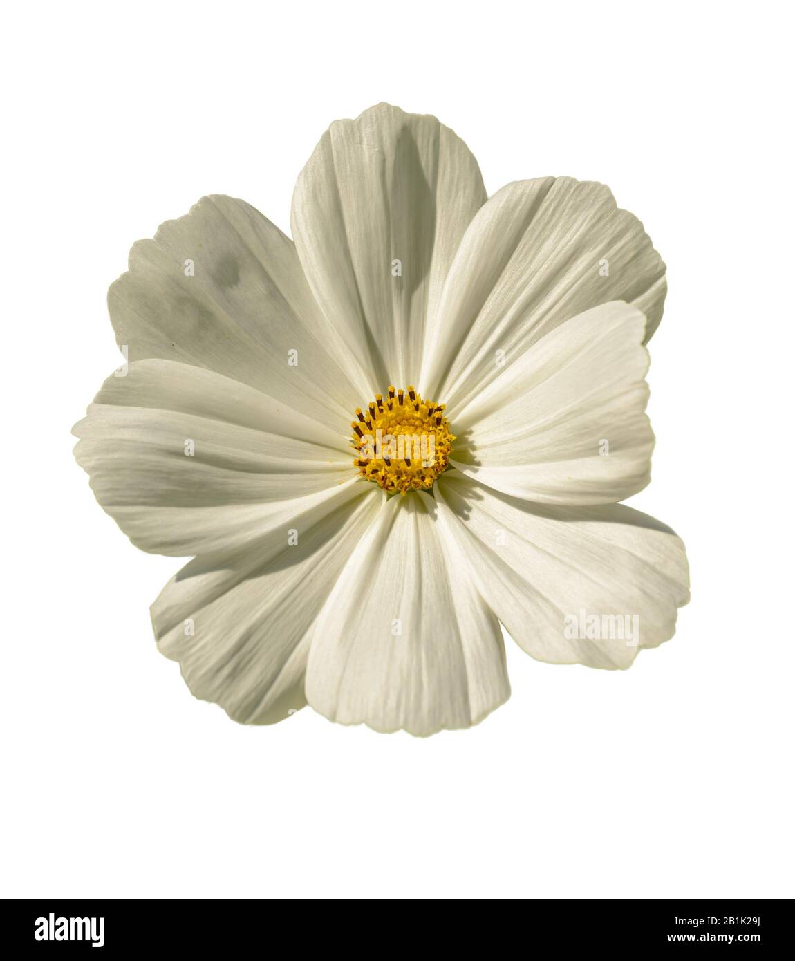 Mexican aster cosmos bipinnatus hi-res stock photography and images - Alamy
