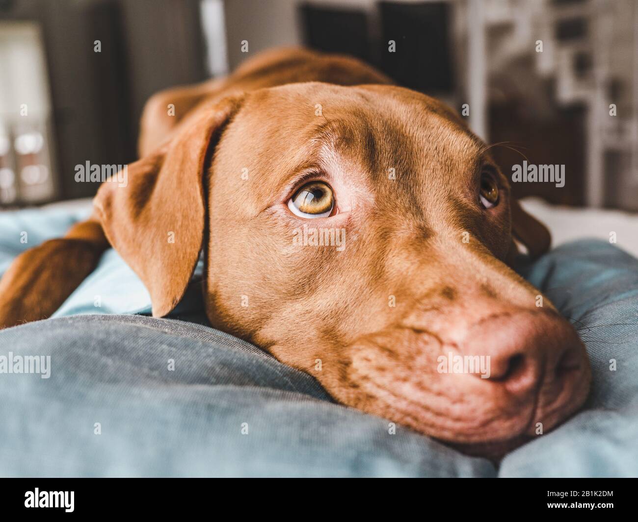 Lovable, pretty puppy of chocolate color. Closeup Stock Photo - Alamy