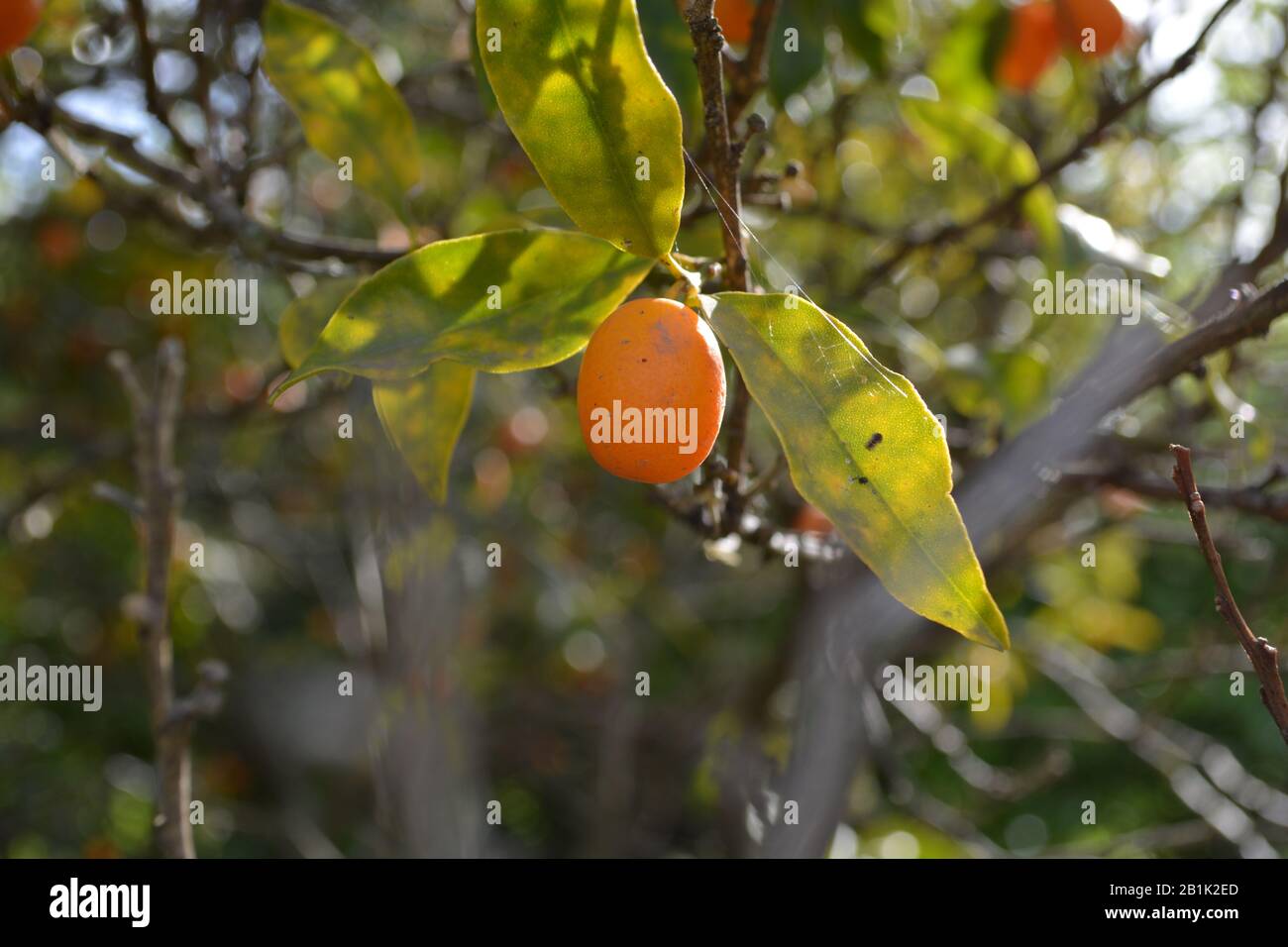 Quinoto hires stock photography and images Alamy