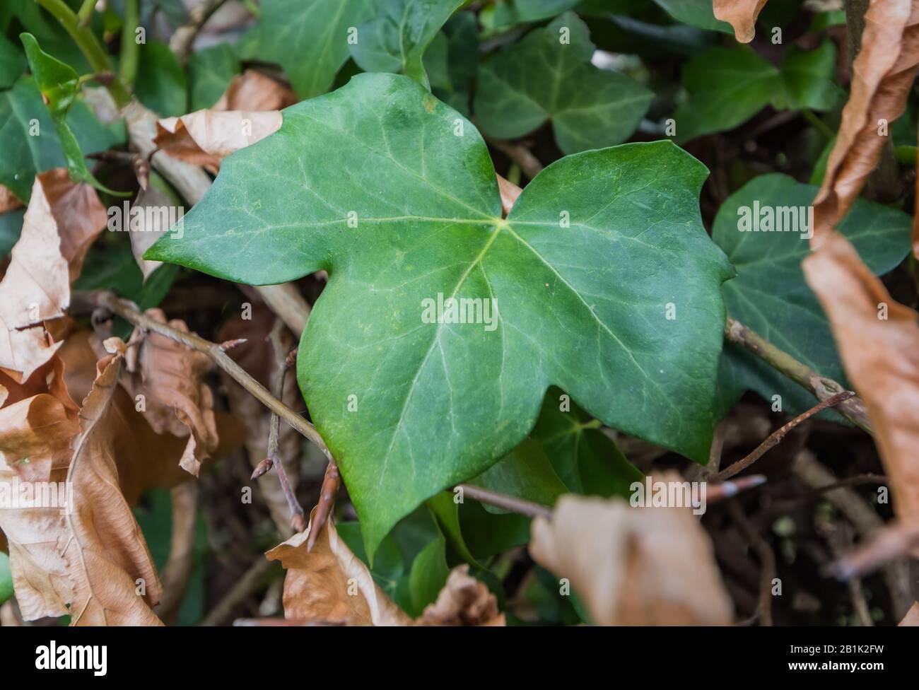 Dark green evergreen palmately lobed leaf from English Ivy (Common Ivy, Hedera helix). Leaves with 3 lobes. Stock Photo