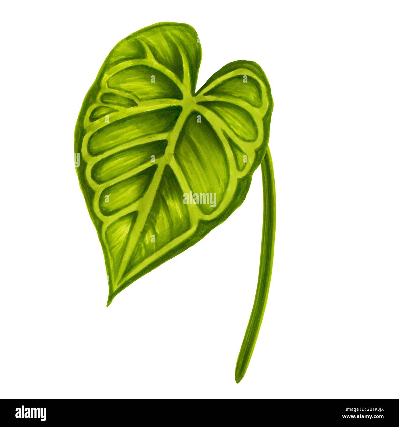 Hand drawn soft green jungle leaf of anthurium on a white background. Decorative exotic tropical element for invitations cards, textile, print and Stock Photo