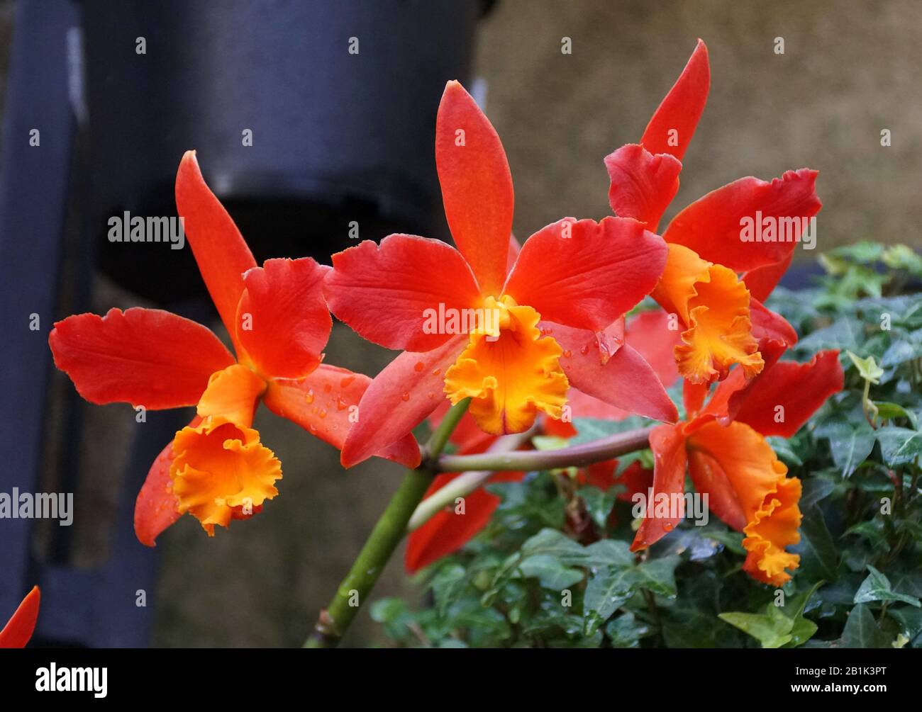 Beautiful red and orange color of Cattleya orchid flowers Stock Photo