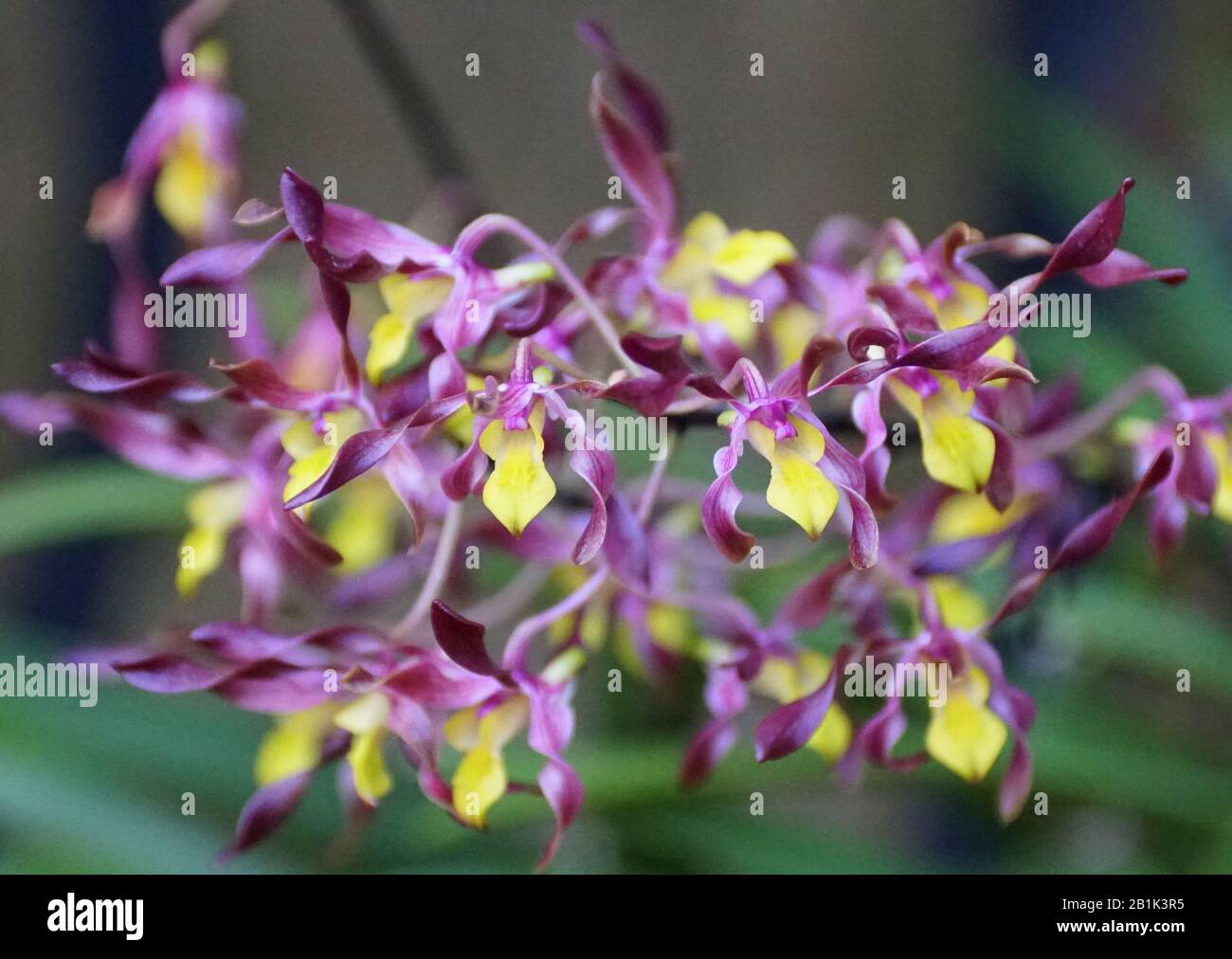 Dark purple and yellow tiny Oncidium orchids Stock Photo