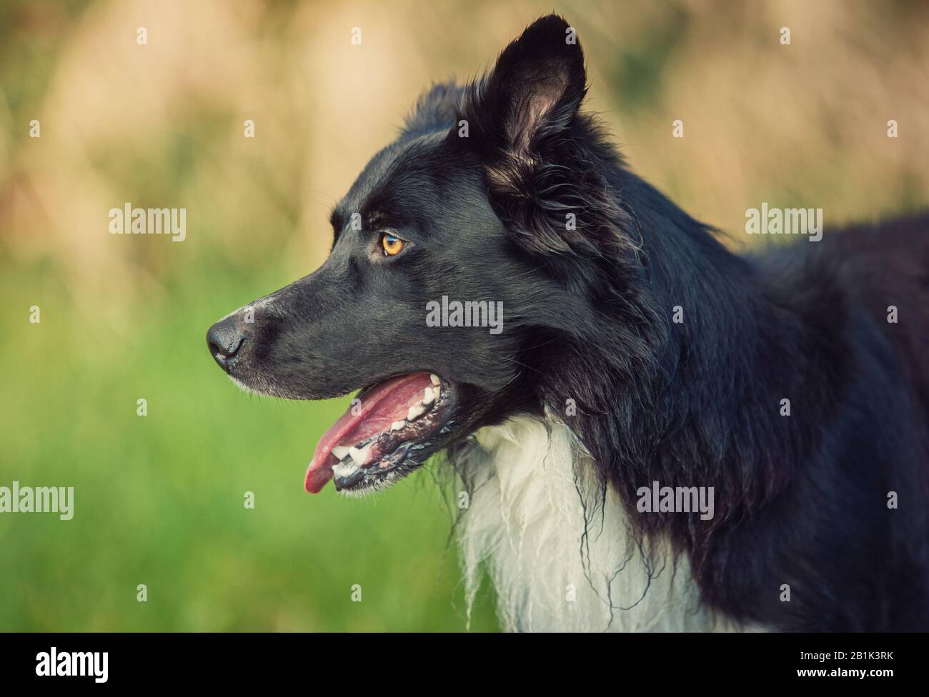 border collie muzzle