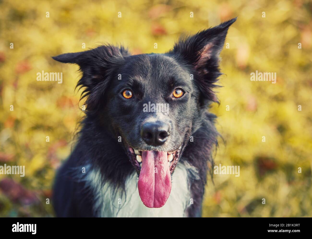 Close up portrait obedient joyful border collie dog looking up to his  master, cheerful funny face mouth open showing long tongue. Outdoors  background Stock Photo - Alamy