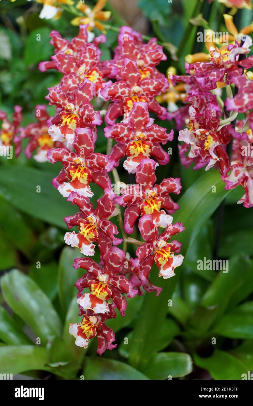 Dark purple, white and yellow color of Intergeneric Oncidium hybrid orchids Stock Photo